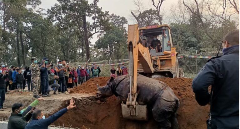 नालामा फसेर दुर्लभ एकसिंगै गैंडा मरेको विषयमा अनुसन्धान गर्न  निकुञ्जका सहायक वार्डेन जिम्मा
