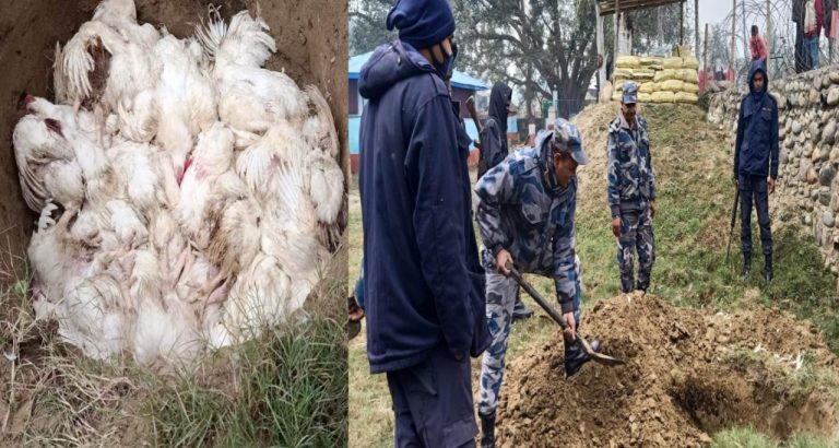 सशस्त्र प्रहरीद्वारा बरामद गरेको अबैध कुखुरा  गर्याे नष्ट