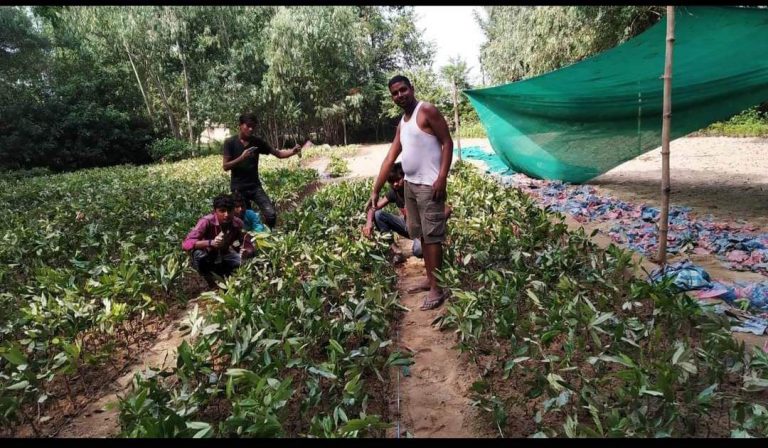 संकटमा रौतहटको बिर्ति प्रष्टोकाका नर्सरी व्यवसायी